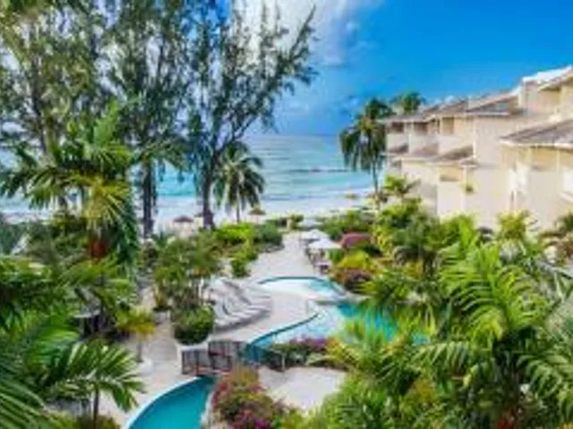 Bougainvillea Barbados