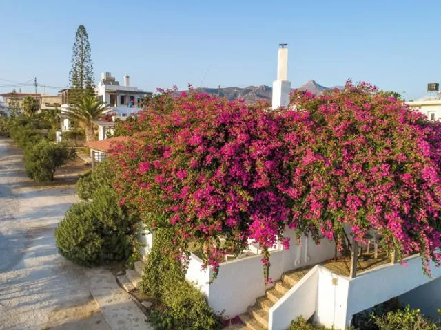 Margarita Apartments