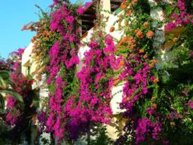 Creta Royal