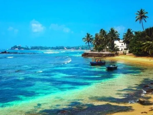 Turtle Paradise