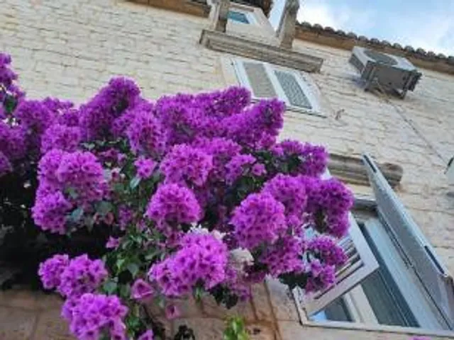 Carol Rooms Guesthouse