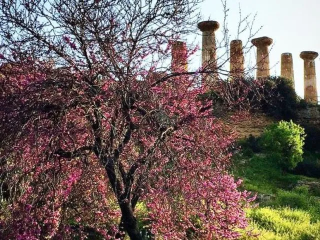 Villa Cetta